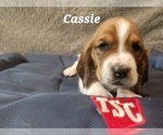 Puppy Cassie Basset Hound