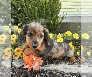 Dachshund Puppy for sale in MIDDLEBURY, IN, USA
