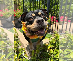American Staffordshire Terrier-Rottweiler Mix Dogs for adoption in Redlands, CA, USA