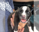 Small #1 Mutt