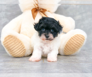 Maltipoo Puppy for sale in CLEVELAND, NC, USA