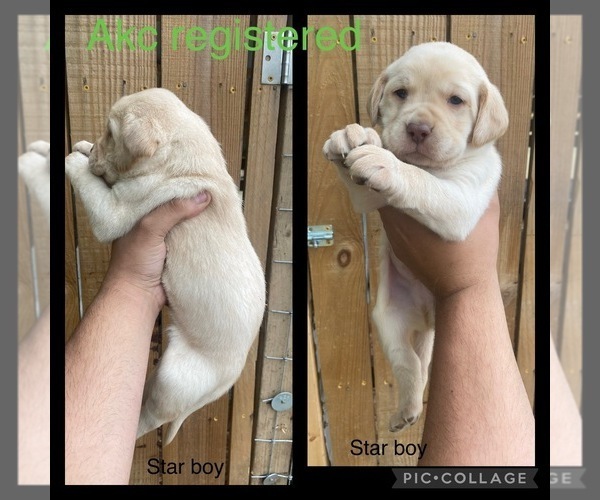 Medium Photo #1 Labrador Retriever Puppy For Sale in LUMBERTON, NC, USA