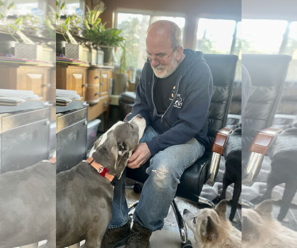 Medium Photo #16 Mutt Puppy For Sale in Mount Laurel, NJ, USA