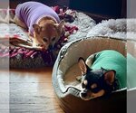Small Photo #6 Chihuahua-Unknown Mix Puppy For Sale in Wheaton, IL, USA