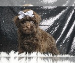 Puppy Lavender AKC Poodle (Toy)