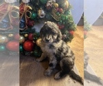 Puppy 2 Aussiedoodle-Goldendoodle Mix