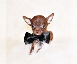Chihuahua Puppy for Sale in CHARLESTON, Arkansas USA
