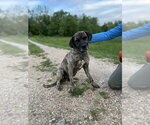 Small Bullmastiff Mix