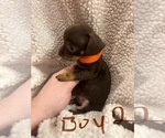 Small Photo #3 Chiweenie Puppy For Sale in CANDLER, NC, USA
