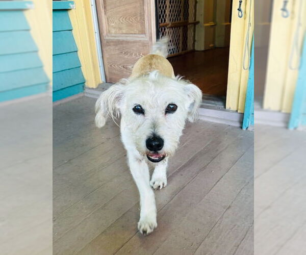 Medium Photo #1 Mutt Puppy For Sale in Houston, TX, USA