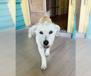 Mutt Dogs for adoption in Houston, TX, USA