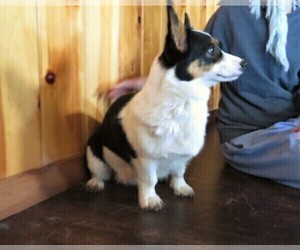 Mother of the Pembroke Welsh Corgi puppies born on 02/08/2023