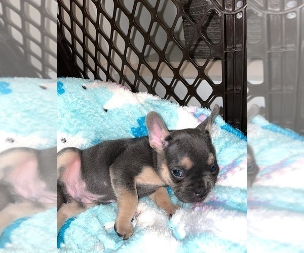 Medium Photo #2 French Bulldog Puppy For Sale in BELMONT, NC, USA