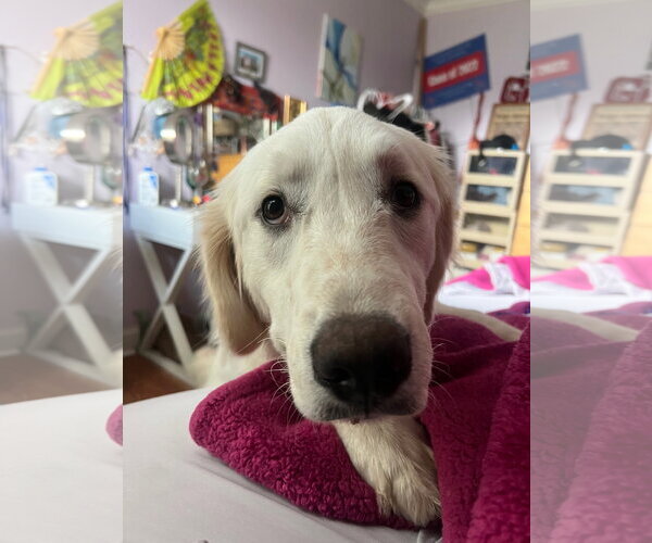 Medium Photo #6 Great Pyrenees Puppy For Sale in Wheaton, IL, USA