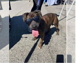 Small #11 American Pit Bull Terrier-Labrador Retriever Mix