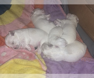 Maltese Puppy for sale in GROTTOES, VA, USA