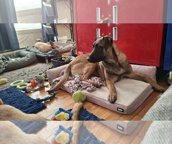 Medium Photo #4 German Shepherd Dog-Unknown Mix Puppy For Sale in Sebec, ME, USA