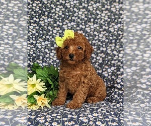 Poodle (Toy) Puppy for sale in PEACH BOTTOM, PA, USA