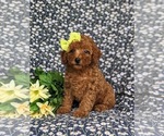 Small Photo #1 Poodle (Toy) Puppy For Sale in PEACH BOTTOM, PA, USA
