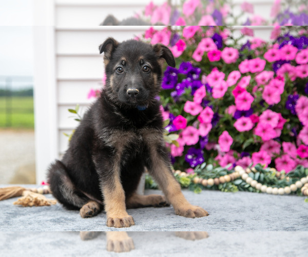 Medium Photo #2 German Shepherd Dog Puppy For Sale in GRABILL, IN, USA