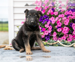 Small #1 German Shepherd Dog