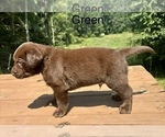 Small #7 Labrador Retriever