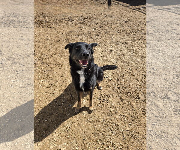 Medium Photo #2 Mutt Puppy For Sale in Maquoketa, IA, USA