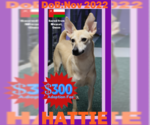 Small #1 Saluki-Whippet Mix