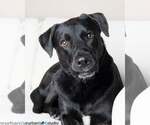 Small #1 Labrador Retriever Mix