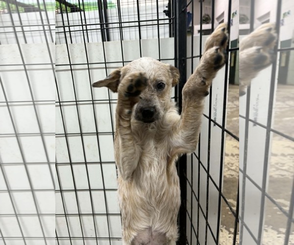 Medium Photo #3 Poodle (Miniature)-Red Heeler Mix Puppy For Sale in Mukwonago, WI, USA