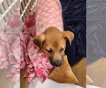 Small Photo #16 Black Mouth Cur-Unknown Mix Puppy For Sale in The Woodlands, TX, USA