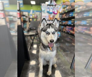 Siberian Husky Dogs for adoption in Carrollton, TX, USA