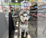 Small Siberian Husky