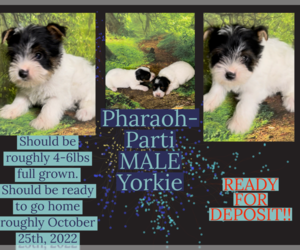 Yorkshire Terrier Puppy for sale in AZLE, TX, USA