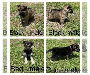 German Shepherd Dog Puppy for sale in CORAL SPRINGS, FL, USA