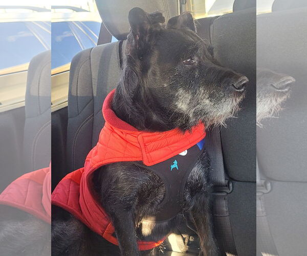 Medium Photo #2 Mutt Puppy For Sale in Lenoir, NC, USA