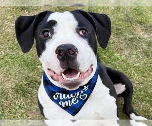 American Bulldog-Unknown Mix Dogs for adoption in Pueblo, CO, USA