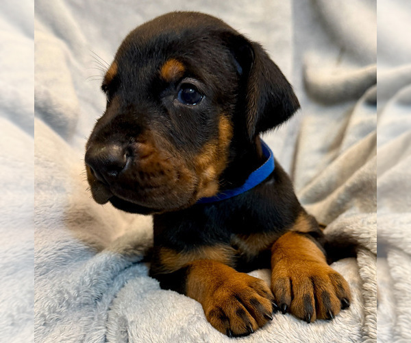 Medium Photo #15 Doberman Pinscher Puppy For Sale in LAKELAND, FL, USA