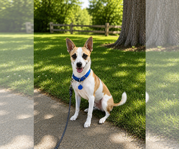 Medium Photo #4 Chihuahua Puppy For Sale in Polson, MT, USA