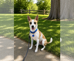 Small #3 Chihuahua