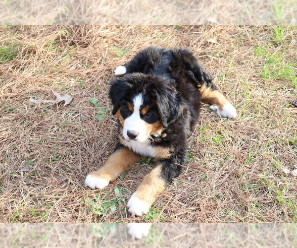 Medium Photo #5 Bernese Mountain Dog Puppy For Sale in MIDDLESEX, NC, USA