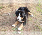 Small #4 Bernese Mountain Dog