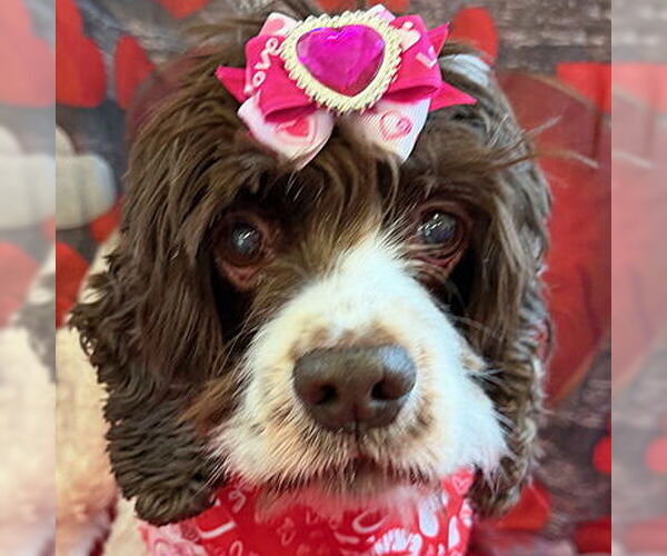 Medium Photo #12 Cocker Spaniel Puppy For Sale in Arlington, VA, USA