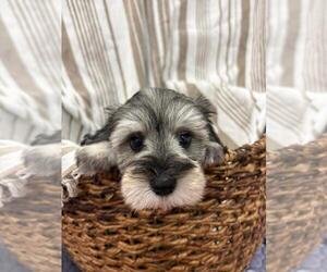 Schnauzer (Miniature) Puppy for Sale in DALLAS, Georgia USA