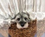 Chip - Male Schnauzer (Miniature) Puppy for Sale - Small photo