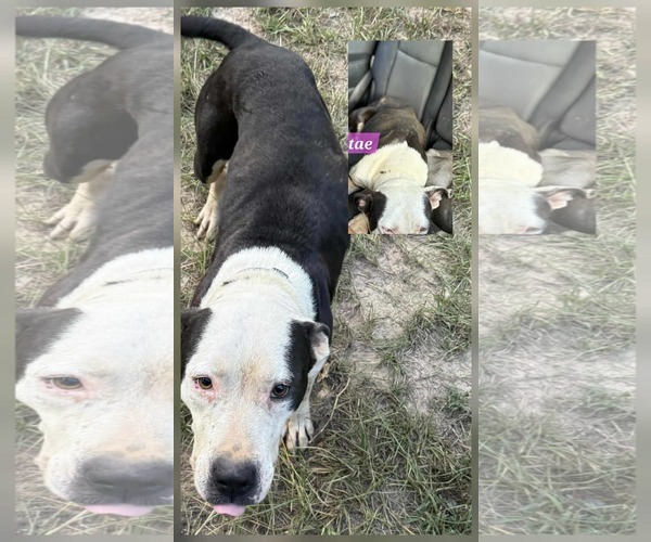 Medium Photo #1 American Pit Bull Terrier-Unknown Mix Puppy For Sale in Farmerville, LA, USA