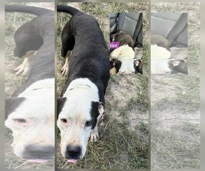 American Pit Bull Terrier-Unknown Mix Dogs for adoption in Farmerville, LA, USA