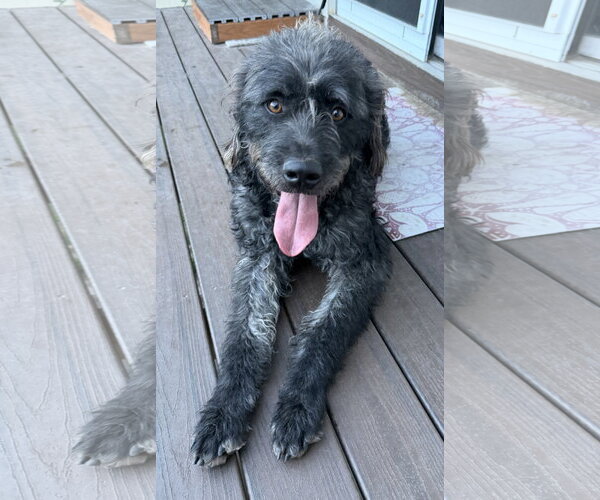 Medium Photo #1 Poodle (Standard)-Unknown Mix Puppy For Sale in Sandy, UT, USA