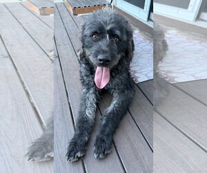 Poodle (Standard)-Unknown Mix Dogs for adoption in Sandy, UT, USA