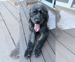 Small Poodle (Standard) Mix